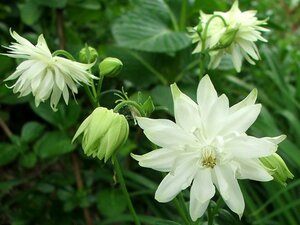 Aquilegia v. 'White Barlow' geen maat specificatie 0,55L/P9cm