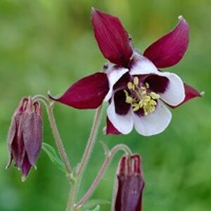Aquilegia v. 'William Guiness' geen maat specificatie 0,55L/P9cm