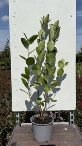 Aronia arbutifolia 'Brilliant' (Rode bes) 40-60 cm cont. 3,0L