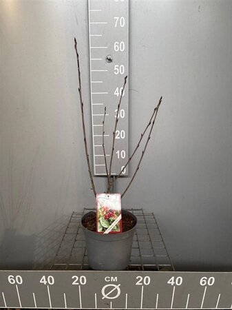 Aronia arbutifolia 'Brilliant' (Rode bes) 50-60 cm cont. 3,0L