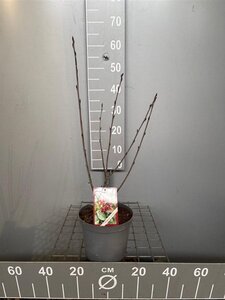 Aronia arbutifolia 'Brilliant' (Rode bes) 50-60 cm cont. 3,0L