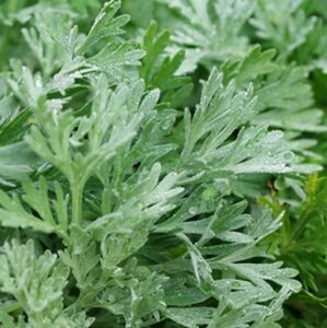 Artemisia absinthium geen maat specificatie 0,55L/P9cm - afbeelding 4