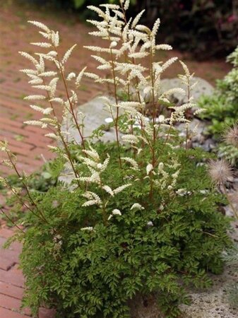Aruncus aethusifolius geen maat specificatie 0,55L/P9cm - afbeelding 1