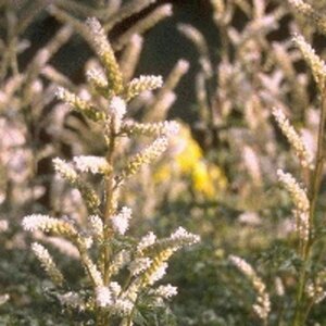 Aruncus aethusifolius geen maat specificatie 0,55L/P9cm - afbeelding 4