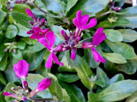 Arabis blepharophylla geen maat specificatie 0,55L/P9cm - afbeelding 2
