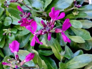 Arabis blepharophylla geen maat specificatie 0,55L/P9cm - afbeelding 2