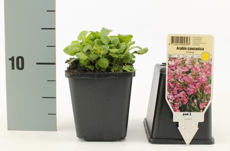 Arabis caucas. 'Pinkie' geen maat specificatie 0,55L/P9cm
