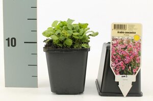 Arabis caucas. 'Pinkie' geen maat specificatie 0,55L/P9cm