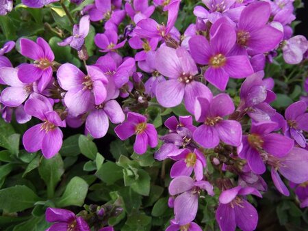 Arabis caucas. 'Pinkie' geen maat specificatie 0,55L/P9cm - afbeelding 1