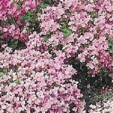 Arabis caucas. 'Pinkie' geen maat specificatie 0,55L/P9cm - afbeelding 2