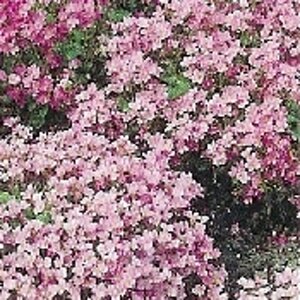 Arabis caucas. 'Pinkie' geen maat specificatie 0,55L/P9cm - afbeelding 2