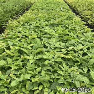 Aruncus dioicus geen maat specificatie cont. 2,0L