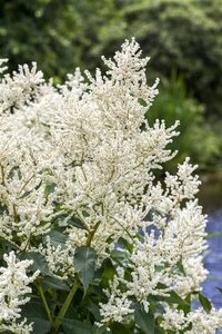 Aruncus dioicus geen maat specificatie 0,55L/P9cm