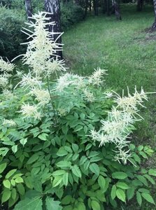 Aruncus dioicus geen maat specificatie 0,55L/P9cm - afbeelding 5