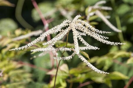 Aruncus dioicus geen maat specificatie 0,55L/P9cm - afbeelding 2