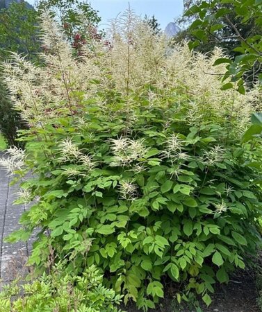 Aruncus dioicus geen maat specificatie 0,55L/P9cm - afbeelding 6