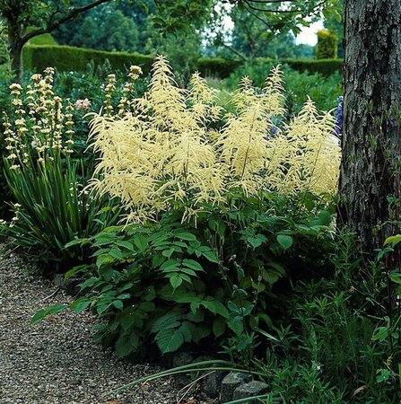 Aruncus dioicus geen maat specificatie 0,55L/P9cm - afbeelding 7