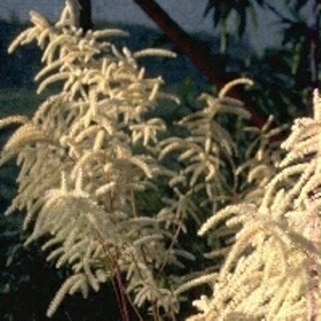 Aruncus dioicus geen maat specificatie 0,55L/P9cm - afbeelding 6