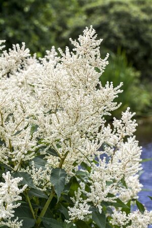 Aruncus dioicus geen maat specificatie 0,55L/P9cm - image 1