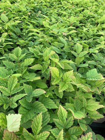 Aruncus dioicus geen maat specificatie 0,55L/P9cm - image 3