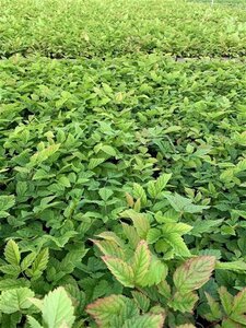 Aruncus dioicus geen maat specificatie 0,55L/P9cm - image 4