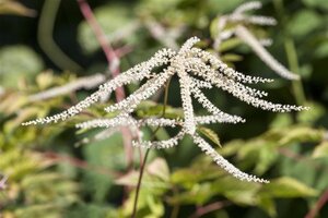 Aruncus dioicus geen maat specificatie 0,55L/P9cm - image 2