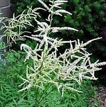 Aruncus dioicus 'Kneiffii' geen maat specificatie 0,55L/P9cm - afbeelding 2