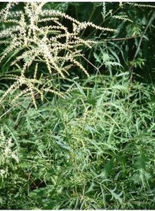 Aruncus dioicus 'Kneiffii' geen maat specificatie 0,55L/P9cm