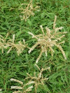 Aruncus dioicus 'Kneiffii' geen maat specificatie 0,55L/P9cm - afbeelding 3