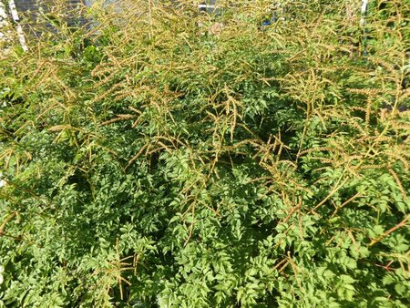 Aruncus dioicus 'Kneiffii' geen maat specificatie 0,55L/P9cm - afbeelding 4