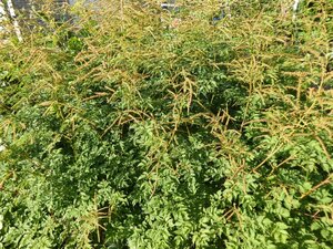 Aruncus dioicus 'Kneiffii' geen maat specificatie 0,55L/P9cm - afbeelding 4