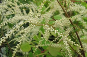 Aruncus dioicus 'Kneiffii' geen maat specificatie 0,55L/P9cm - afbeelding 5
