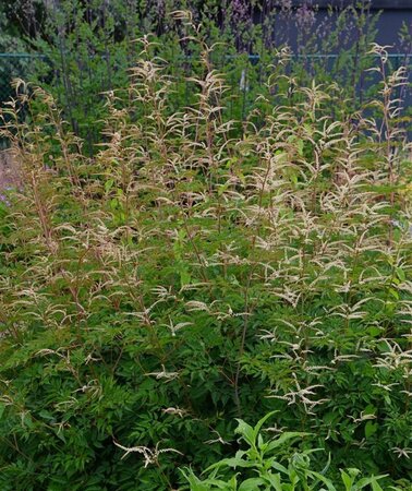 Aruncus 'Horatio' geen maat specificatie 0,55L/P9cm - afbeelding 4