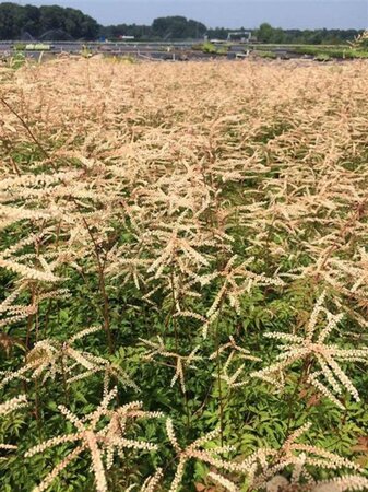 Aruncus 'Horatio' geen maat specificatie 0,55L/P9cm - afbeelding 1