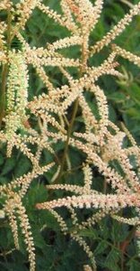 Aruncus 'Horatio' geen maat specificatie 0,55L/P9cm - afbeelding 5