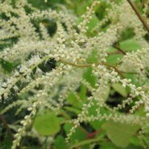 Aruncus 'Horatio' geen maat specificatie 0,55L/P9cm - afbeelding 6
