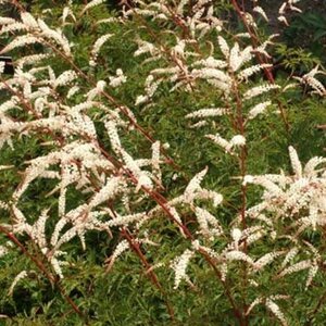 Aruncus 'Horatio' geen maat specificatie 0,55L/P9cm - afbeelding 7