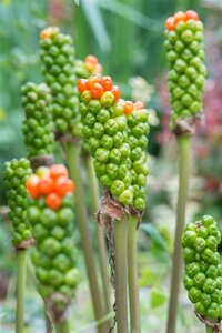 Arum italicum geen maat specificatie 0,55L/P9cm - afbeelding 4