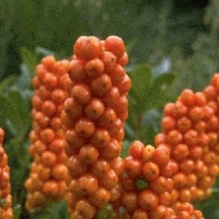 Arum italicum geen maat specificatie 0,55L/P9cm - afbeelding 4