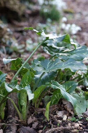 Arum italicum geen maat specificatie 0,55L/P9cm - afbeelding 2