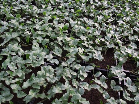 Arum italicum geen maat specificatie 0,55L/P9cm - afbeelding 5