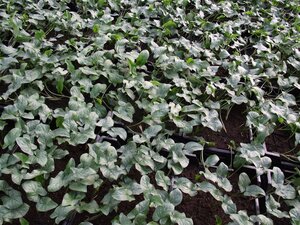 Arum italicum geen maat specificatie 0,55L/P9cm - afbeelding 5