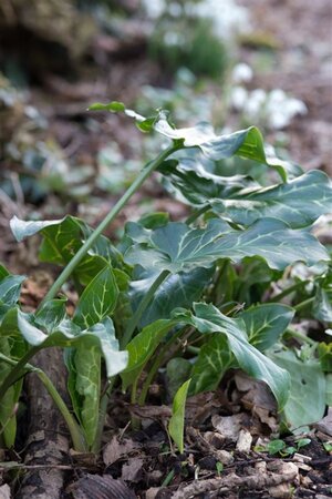 Arum italicum geen maat specificatie 0,55L/P9cm - afbeelding 5