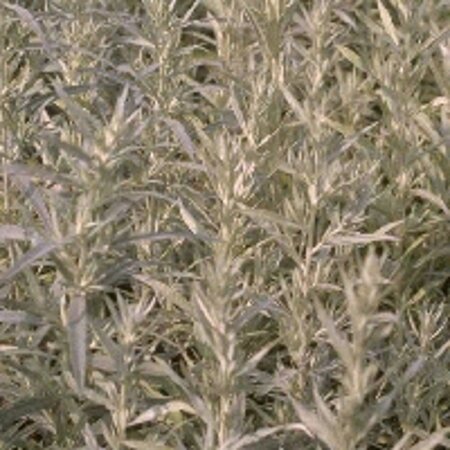 Artemisia lud. 'Silver Queen' geen maat specificatie 0,55L/P9cm