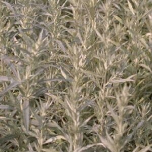 Artemisia lud. 'Silver Queen' geen maat specificatie 0,55L/P9cm