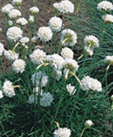 Armeria mar. 'Alba' geen maat specificatie 0,55L/P9cm - afbeelding 4