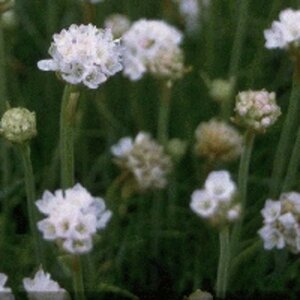 Armeria mar. 'Alba' geen maat specificatie 0,55L/P9cm - afbeelding 5