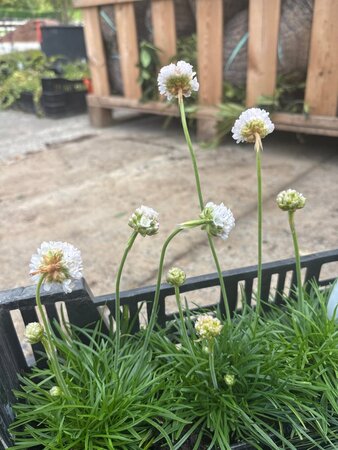 Armeria mar. 'Alba' geen maat specificatie 0,55L/P9cm - afbeelding 3