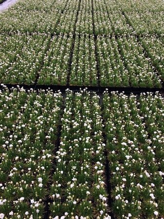 Armeria mar. 'Alba' geen maat specificatie 0,55L/P9cm - afbeelding 5