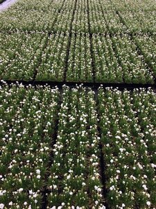 Armeria mar. 'Alba' geen maat specificatie 0,55L/P9cm - afbeelding 5